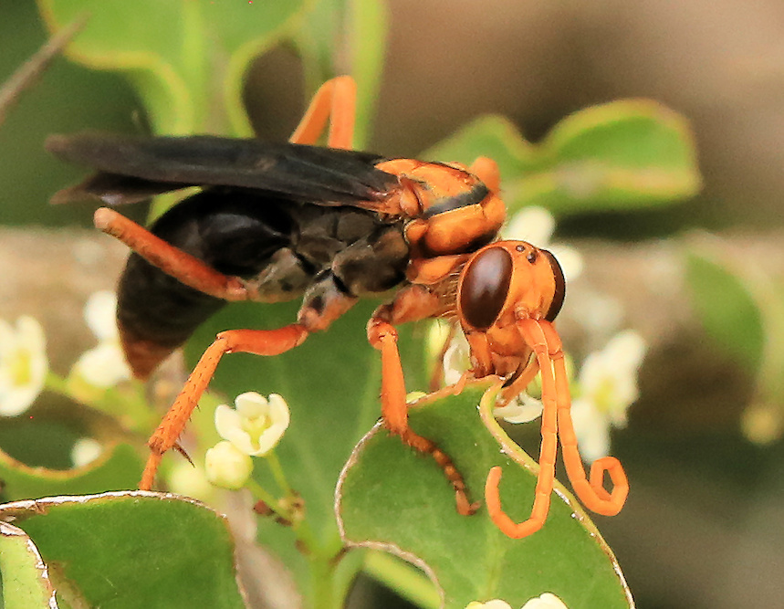 Tarantula-hawk Wasps and Allies