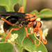 Tarantula-hawk Wasps and Allies - Photo (c) Wynand Uys, some rights reserved (CC BY), uploaded by Wynand Uys