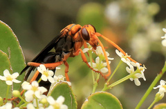 Hemipepsis tamisieri