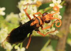 Hemipepsis tamisieri