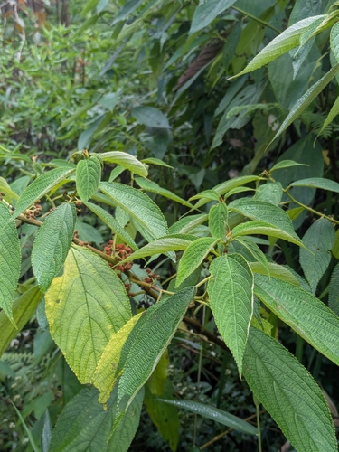 Debregeasia longifolia observed 2026-08-17