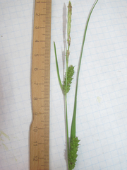 Carex microdonta