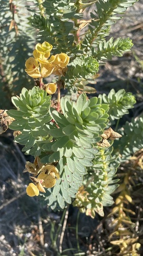 Sea Spurge