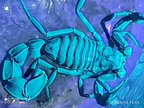 Androctonus orientalis