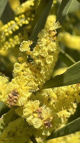 Longleaf Wattle