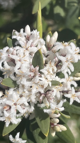 coastal beard-heath