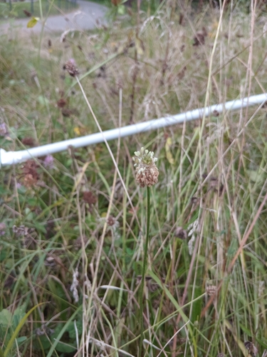 ribwort plantain