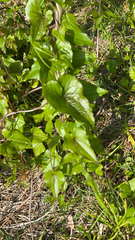 Dioscorea communis