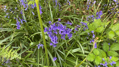 Hyacinthoides non-scripta