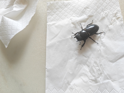 Serrognathus titanus platymelus