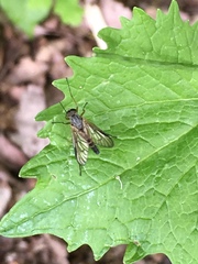 Rhagio vitripennis