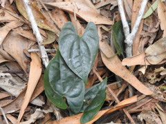 Dioscorea transversa