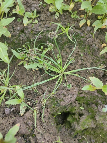 Brown Flatsedge