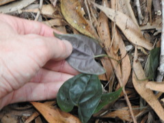 Dioscorea transversa