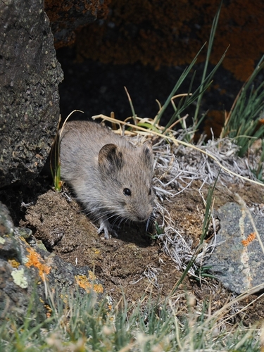 Gobi Altai Mountain Vole