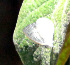 Spalgis lemolea lemolea