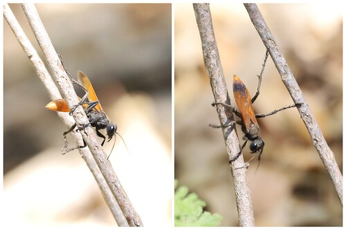 iNaturalist observation photo of Palmodes praestans