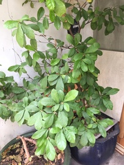 Synsepalum dulcificum