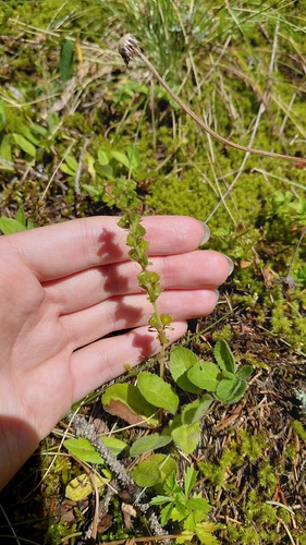 heath speedwell