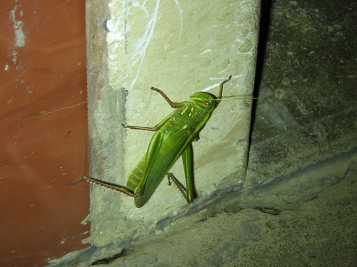 Large Green Grasshopper