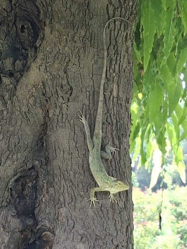 Indian Garden Lizard