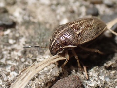 Neottiglossa undata