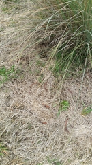 Lissolepis coventryi