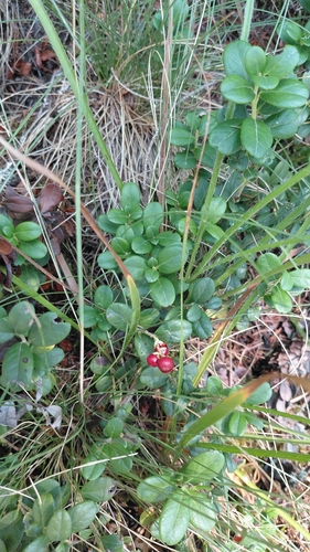 Lingonberry