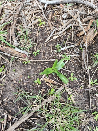 Membranous Greenhood