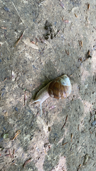 Helix pomatia