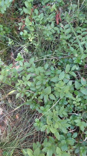 common bilberry