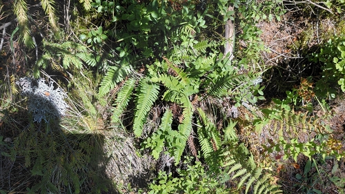 deer fern