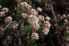 Helichrysum teretifolium, photograph (c) Tony Rebelo, some rights reserved (CC BY-SA)