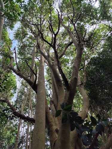 tree privet