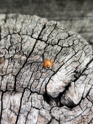 Asian Lady Beetle