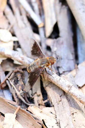 iNaturalist observation photo of Exoprosopa brevirostris