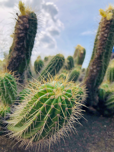 Coleocephalocereus fluminensis, photograph 5