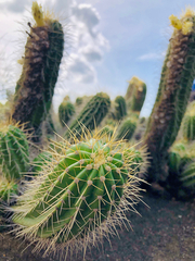 Coleocephalocereus fluminensis, photograph (c) Lidiane S. Maia Martinelli, some rights reserved (CC BY-SA)