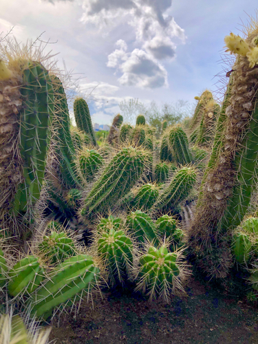 Coleocephalocereus fluminensis, photograph 6