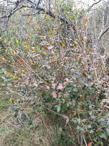 Surinam cherry