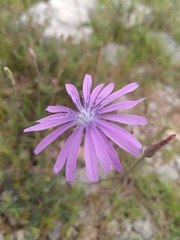 Lactuca tenerrima