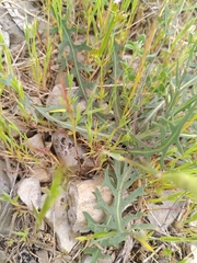 Lactuca tenerrima