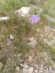 Lactuca tenerrima