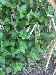 Conoclinium coelestinum