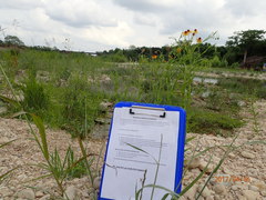 Helenium quadridentatum