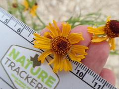 Helenium quadridentatum