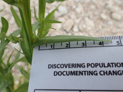 Helenium quadridentatum
