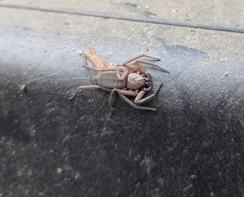 Flattened Bark Spider