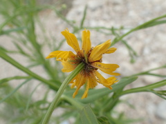 Helenium quadridentatum