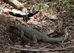 Acridotheres javanicus